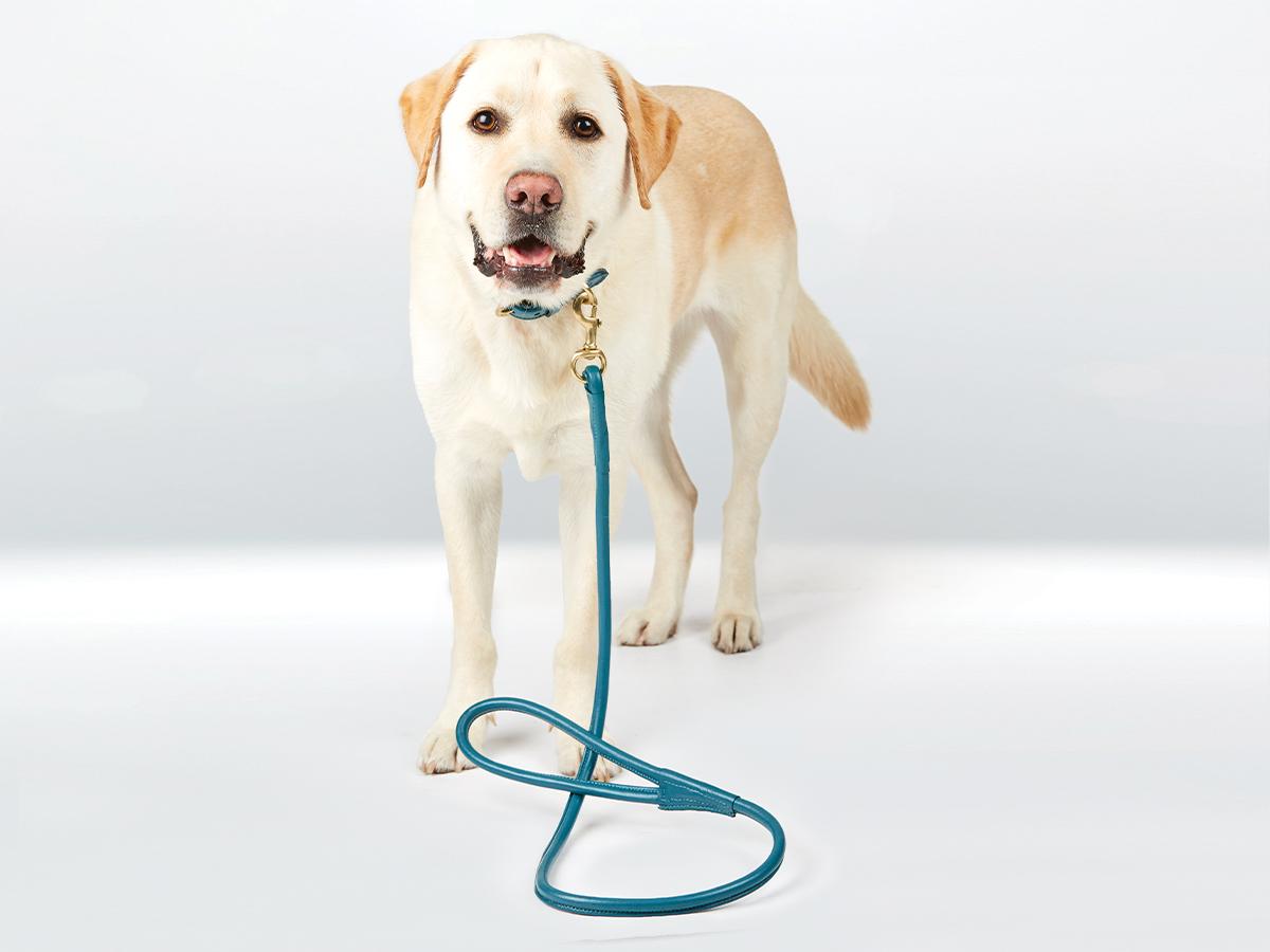 Weatherbeeta Leather rolled lead