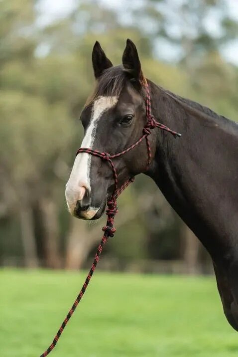 SAXON Rope halter & lead