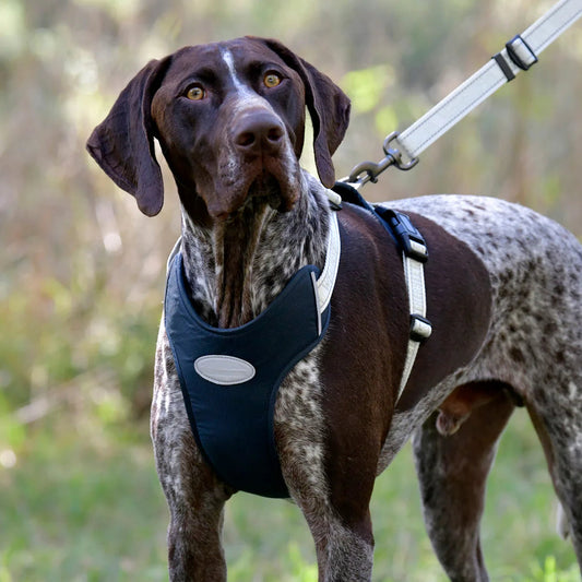 WEATHERBEETA Explorer Dog Harness