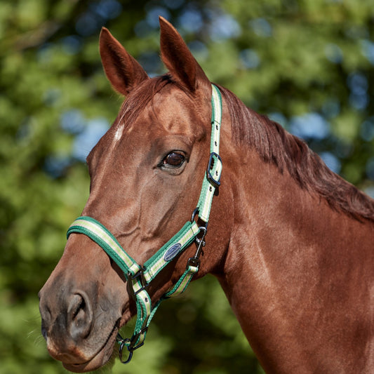 Weatherbeeta coordinate headcollar