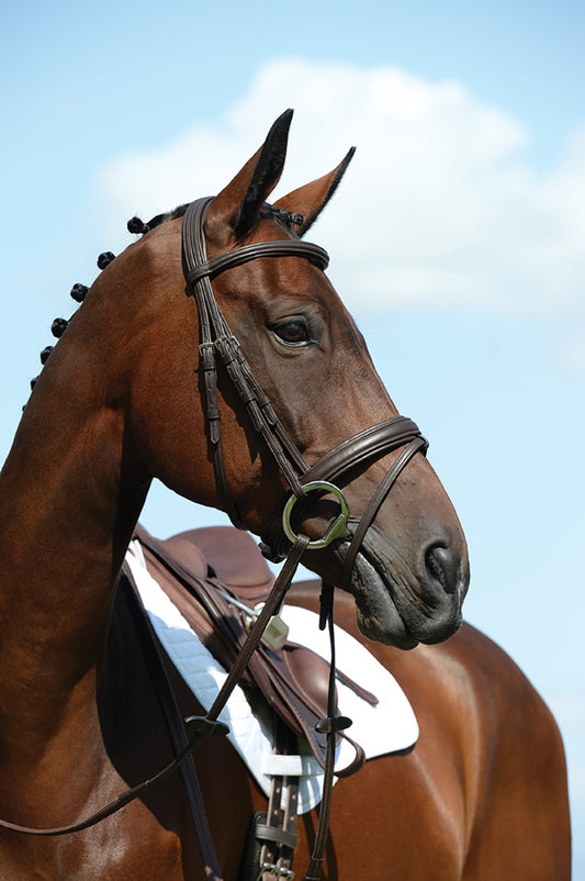 COLLEGIATE Syntovia+ padded flash bridle